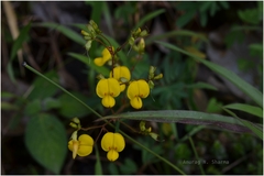 Smithia racemosa